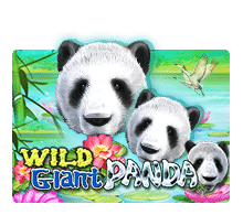 wild giant panda